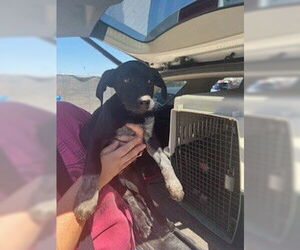 Labrador Retriever-Unknown Mix Dogs for adoption in Stockton, CA, USA