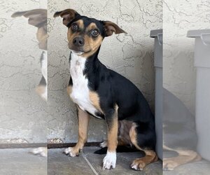 Miniature Pinscher-Unknown Mix Dogs for adoption in Phoenix, AZ, USA