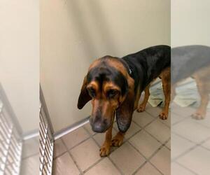 Bloodhound Dogs for adoption in Peachtree City, GA, USA