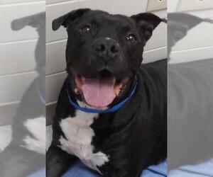 Staffordshire Bull Terrier-Unknown Mix Dogs for adoption in Hallandale, FL, USA