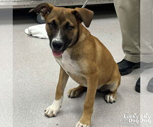 Boxer-Unknown Mix Dogs for adoption in Washington, DC, USA