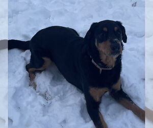 Rottweiler-Unknown Mix Dogs for adoption in Brooklyn Center, MN, USA