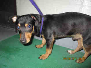 Chiweenie Dogs for adoption in Corpus Christi, TX, USA