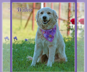 Retriever -Unknown Mix Dogs for adoption in Cranston, RI, USA