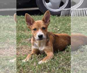 Mutt Dogs for adoption in Aurora, CO, USA