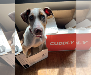 Catahoula Leopard Dog Dogs for adoption in Redmond, WA, USA
