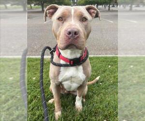American Pit Bull Terrier Dogs for adoption in Woodland, CA, USA