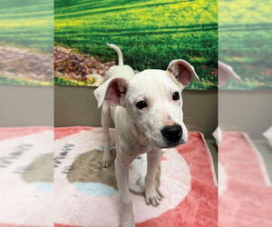 Mutt Dogs for adoption in Moreno Valley, CA, USA