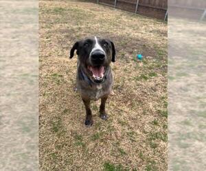 Catahoula Leopard Dog Dogs for adoption in Plano, TX, USA