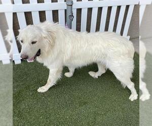 Great Pyrenees Dogs for adoption in Modesto, CA, USA