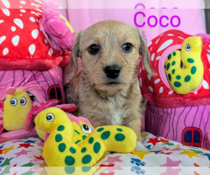 Mutt Dogs for adoption in Fresno, CA, USA