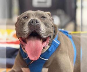 Mutt Dogs for adoption in Martinez, CA, USA