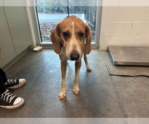 American Foxhound-Unknown Mix Dogs for adoption in Tavares, FL, USA