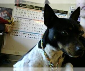 Rat Terrier Dogs for adoption in Sacramento, CA, USA