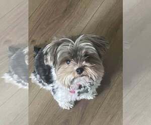 Mutt Dogs for adoption in Corona, CA, USA