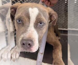 Mutt Dogs for adoption in Bakersfield, CA, USA