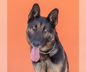 German Shepherd Dog Dogs for adoption in Pasadena, CA, USA