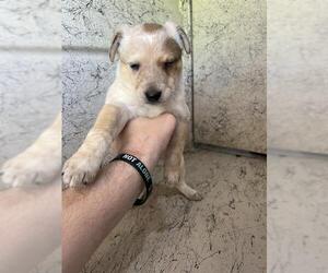 Mutt Dogs for adoption in Louisville, KY, USA