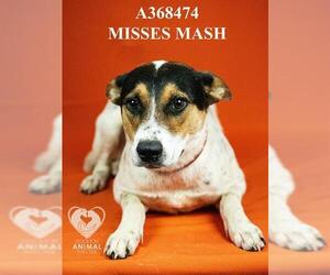 Mutt Dogs for adoption in Stockton, CA, USA