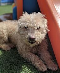 Poodle (Standard) Dogs for adoption in San Francisco, CA, USA