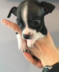 Medium Photo #1 Chihuahua-Unknown Mix Puppy For Sale in Redmond, WA, USA