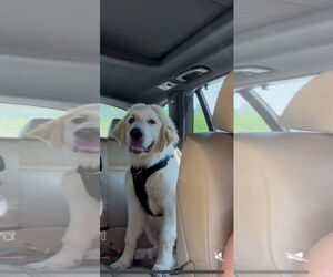 Great Pyrenees Dogs for adoption in Rustburg, VA, USA