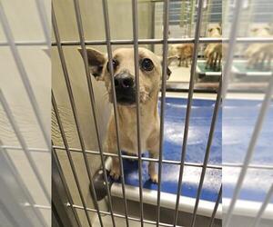 Chihuahua Dogs for adoption in Bakersfield, CA, USA