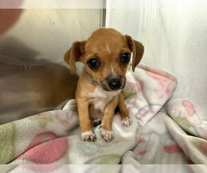 Mutt Dogs for adoption in Downey, CA, USA