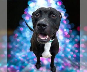 American Pit Bull Terrier-Unknown Mix Dogs for adoption in Glen Allen, VA, USA