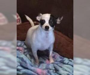 Chihuahua Dogs for adoption in Claremore, OK, USA
