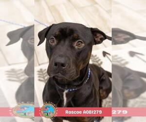 Rottweiler-Unknown Mix Dogs for adoption in Mobile, AL, USA