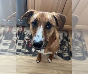 Black Mouth Cur-Mountain Cur Mix Dogs for adoption in Wakefield, RI, USA