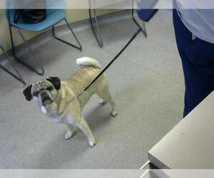 Pug Dogs for adoption in Louisville, KY, USA