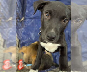 American Staffordshire Terrier-Labrador Retriever Mix Dogs for adoption in Holly Springs, NC, USA