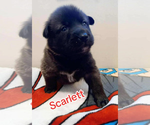 Border Collie Dogs for adoption in Holly Springs, NC, USA