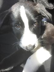 Labrador Retriever-Unknown Mix Dogs for adoption in Christiana, TN, USA