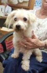 Small Poodle (Toy) Mix