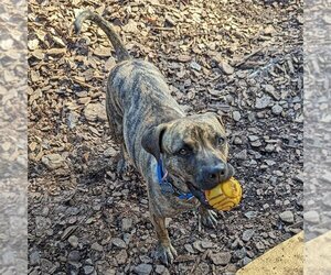 Mutt Dogs for adoption in McCormick, SC, USA