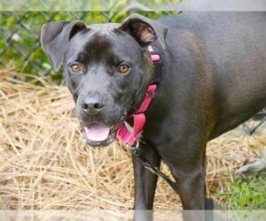 Boxador Dogs for adoption in Tallahassee, FL, USA