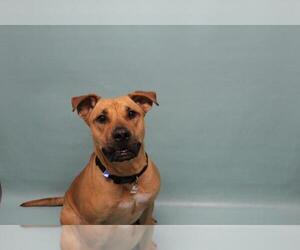 American Staffordshire Terrier-Unknown Mix Dogs for adoption in Fort Collins, CO, USA