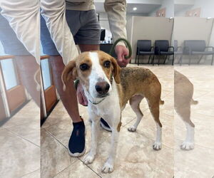 Mutt Dogs for adoption in Hilton Head, SC, USA
