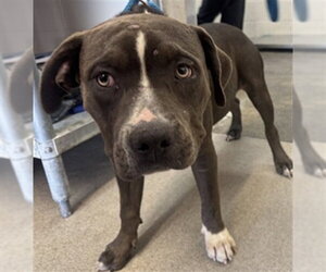 Mutt Dogs for adoption in San Bernardino, CA, USA