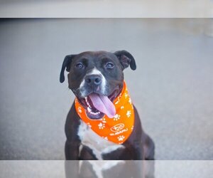 American Pit Bull Terrier-Unknown Mix Dogs for adoption in Melrose, FL, USA