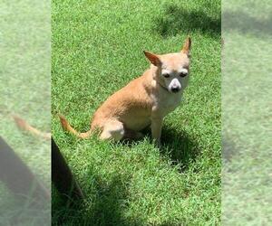 Chihuahua Dogs for adoption in Clifton, TX, USA