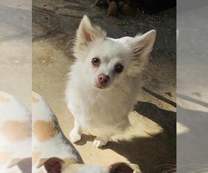 Pomeranian Dogs for adoption in Santa Clarita, CA, USA