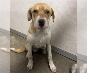 Border Collie-Unknown Mix Dogs for adoption in Stockton, CA, USA