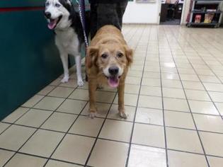 Golden Retriever Dogs for adoption in West Palm Beach, FL, USA