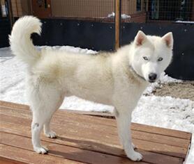 Siberian Husky Dogs for adoption in Frisco, CO, USA