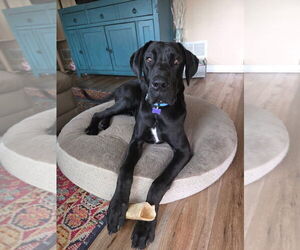 Great Dane Dogs for adoption in Bullard, TX, USA