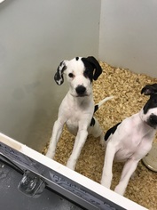 Mutt Dogs for adoption in CHERRY HILL, NJ, USA